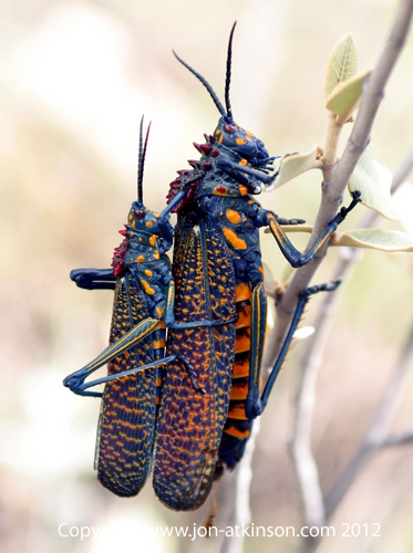Rainbow Bush Locust